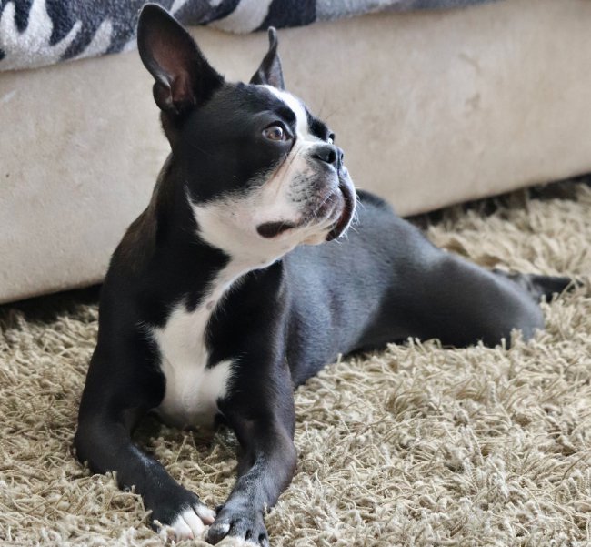 puppy-on-carpet